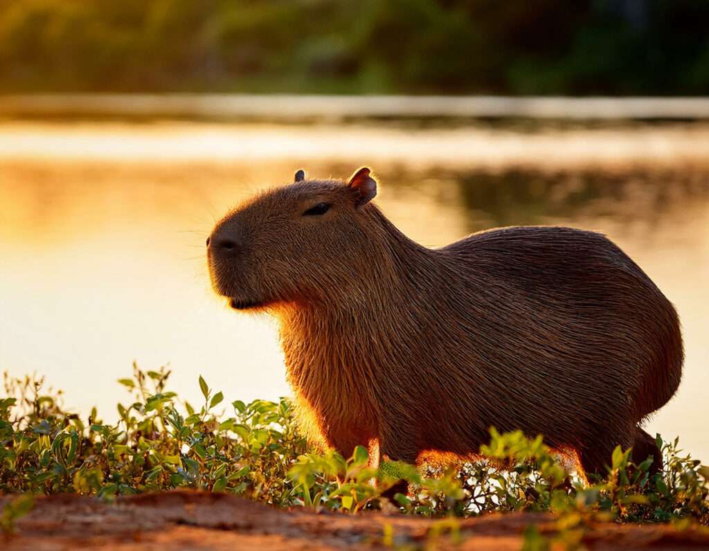 Capivara com um pássaro nas costas no Pantanal brasileiro